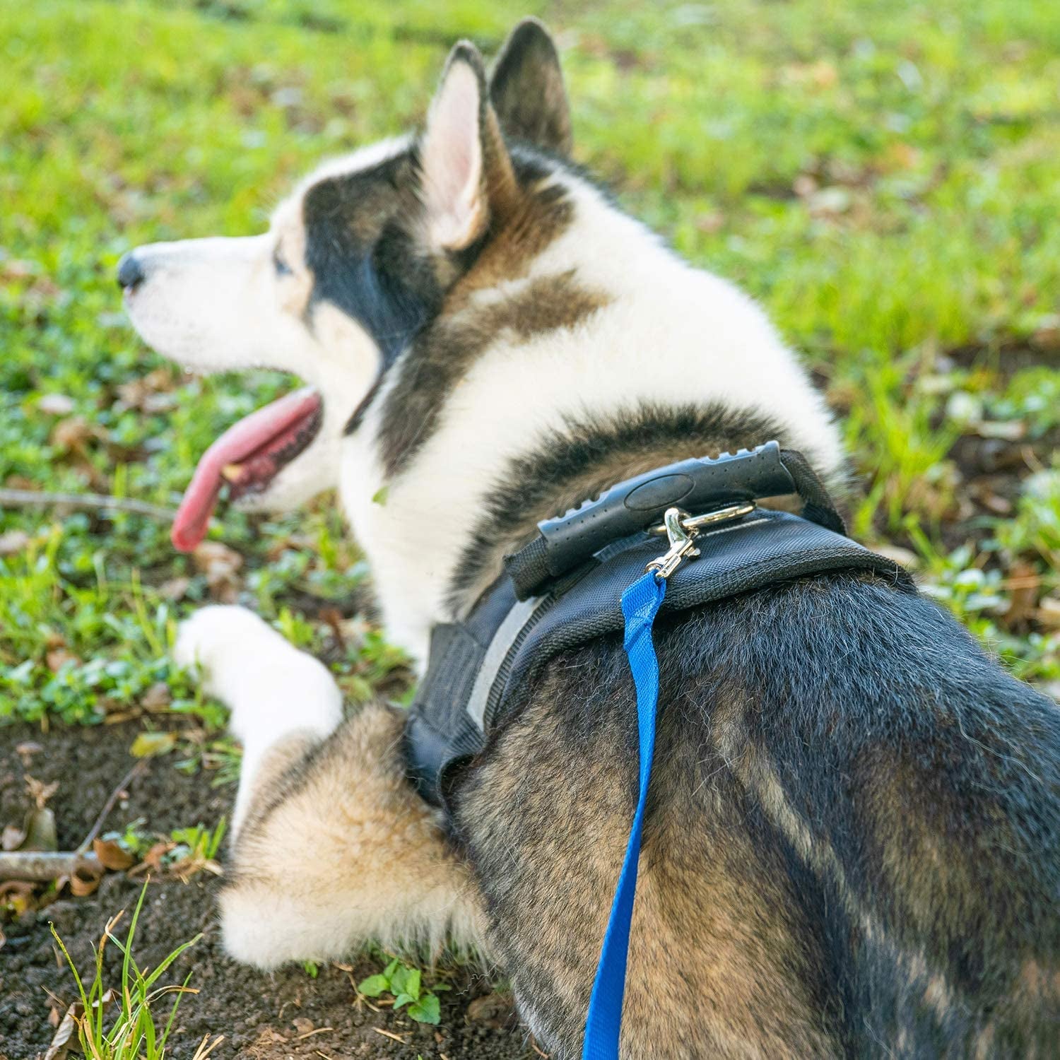 Dog/Puppy Obedience Recall Training Agility Lead - 15Ft 20Ft 30Ft 50Ft 100Ft Training Leash - Great for Training, Play, Camping, or Backyard Purple 15 Feet